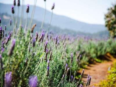 Pack Souvenirs de Provence